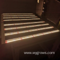 Best LED Grow Light Bar for Indoor Growing